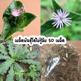 เมล็ดพันธุ์ต้นโด่ไม่รู้ล้ม สมุนไพรไทย 50 เมล็ด