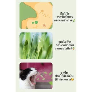 AL-380 ชุดปลูกข้าวสาลี ออร์เเกนิค สำหรับสัตว์เลี้ยง แมว กระต่าย ข้าวสาลีสำหรับสัตว์เลี้ยง ราคาถูก พร้อมส่ง😍🌾