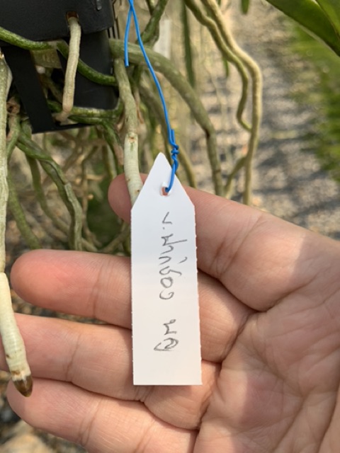 กล้วยไม้ แวนด้า ปากช่องบลู ต้นไซส์กลาง Vanda Pakchong Blue medium size - รูปที่ 4