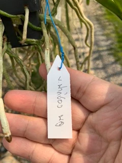 กล้วยไม้ แวนด้า ปากช่องบลู ต้นไซส์กลาง Vanda Pakchong Blue medium size