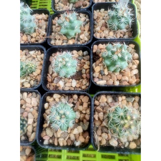 แมมชูแมน ลุ้นสีดอก Mammillaria schumannii