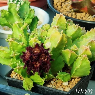 caralluma hexagona คารัลลูม่า เฮกซะโกนา