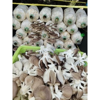 เชื้อเห็ดนางฟ้าภูฐาน 3ก้อน 50บาท เชื้อเดินเต็ม แล้วค่ะ