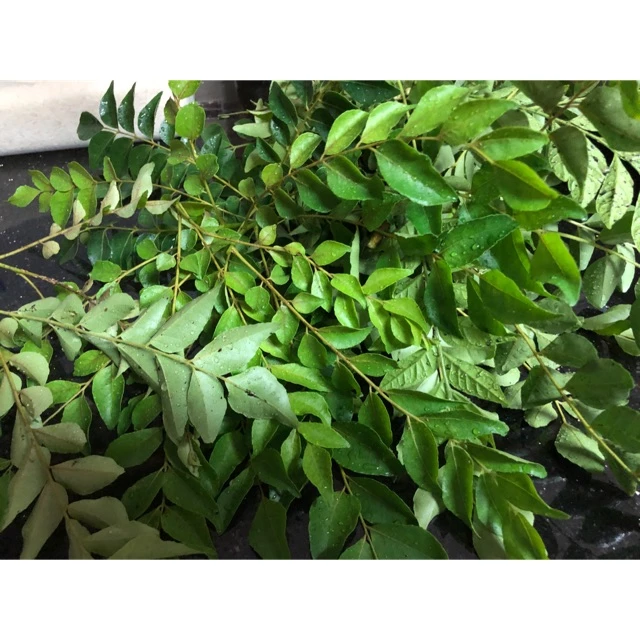 ใบcurry leaves เคอร์รี่ลีฟ พร้อมส่ง ใบแกง ใบหมุย ใบกะหรี่ ใบหอมแขก พร้อมส่งจากไทย