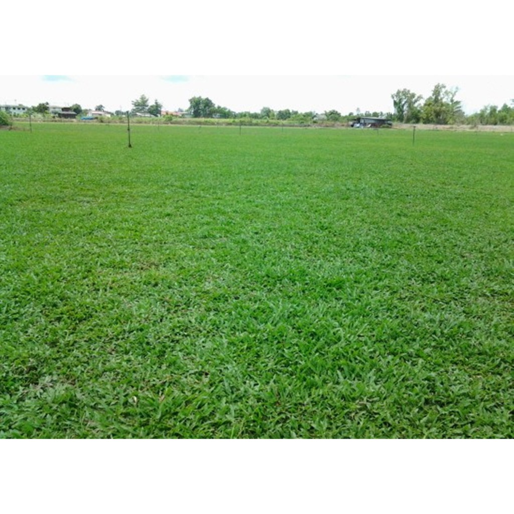 ขายส่ง 1 กิโลกรัม เมล็ดหญ้ามาเลเซีย Tropical Carpet grass Savanna Grass หญ้าเห็บ หญ้าไผ่ หญ้าปูสนาม พืชตระกูลหญ้า