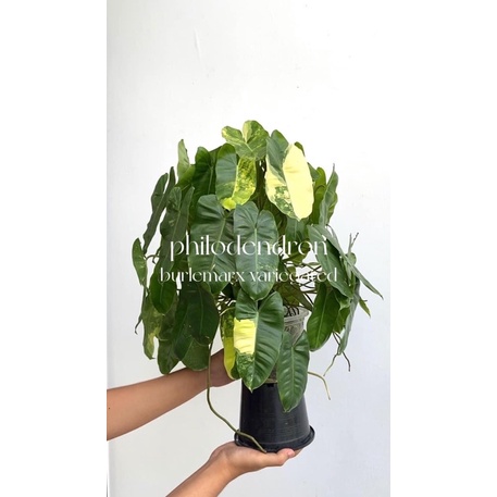 •philodendron burle marx variegated•