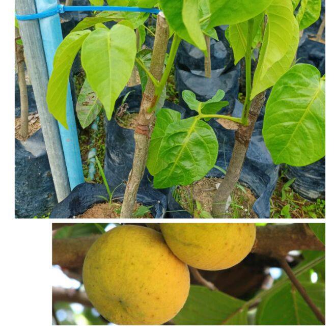 ต้นกระท้อน พันธุ์ปุยฝ้าย ต้นสูง 40-60 cm แบบติดตา ผลใหญ่  อร่อย