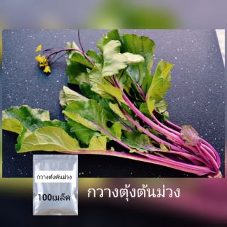 เมล็ดผัก กวางตุ้งจีนต้นม่วง100เมล็ด งอกดี ทานอร่อย ลำต้นสีม่วง พร้อมส่ง