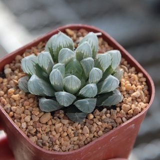 Haworthia Cooperi ขนาด 4-5 เซนติเมตร ในกระถาง 3 นิ้ว 1 ต้น กุหลาบหินนำเข้า ไม้อวบน้ำ