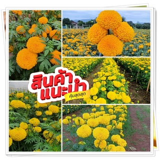 (ซื้อ3 แถม1) เมล็ดพันธุ์ดาวเรือง จำนวน 100 เม็ด