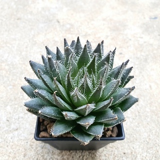 พร้อมส่ง!!ฮาโวเทีย Haworthia gigas hybrid GIGA-3 จัดส่งแบบล้างราก