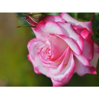 30 เมล็ด เมล็ดพันธุ์ กุหลาบ พันธุ์ อิงลิสเซ่ White Pink Rose Seeds ดอกใหญ่ นำเข้าจากต่างประเทศ จัดส่งพร้อมคู่มือ