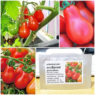 เมล็ดพันธุ์ มะเขือเทศ ลูกแพรสีแดง (Red Pear Tomato Seed) บรรจุ 50 เมล็ด คุณภาพดี ของแท้ 100%