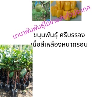ต้นขนุนศรีบรรจง เป็นขนุนที่เนื้อสีเหลือง กรอบหอมอร่อยขนุนเป็นผลไม้มงคลที่นิยมปลูกเพื่อเกื้อหนุนคนในบ้านให้มีความเจริญ