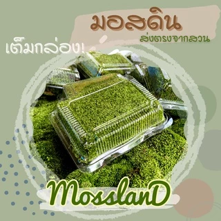 มอสดิน แบบกล่อง สดใหม่ให้เยอะ รีวิวดี ส่งตรงจากสวน มอสจัดสวน มอสสด มอส