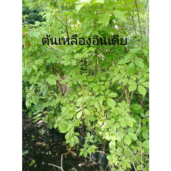 ต้นเหลืองอินเดีย สูง 60-80ซม. ในถุงขนาด 3.5×9นิ้ว