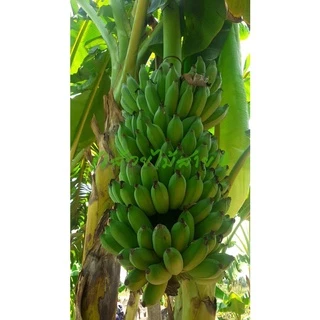 หน่อกล้วยน้ำว้า ปากช่อง 50 (Pisang Awak Banana Shoot) สั่งซื้อได้ไม่เกิน 5 หน่อต่อ 1 คำสั่งซื้อค่ะ