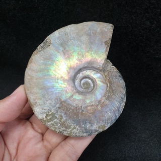 ฟอสซิลหอย แอมโมไนท์ แอมโมไนต์ ฟอสซิล(Ammonite)สีรุ้ง ยาว 8.6 ซม. กว้าง 7.2 ซม.หนา 2.3 ซม. น้ำหนัก 201 g.