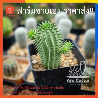 สวนขายเอง! ยูโฟเบียหนามทุเรียน Euphorbia suzanae ไซส์กระถาง 2 นิ้ว แคคตัส กระบองเพชร ต้นไม้ประดับ อวบน้ำ  แคนตัส