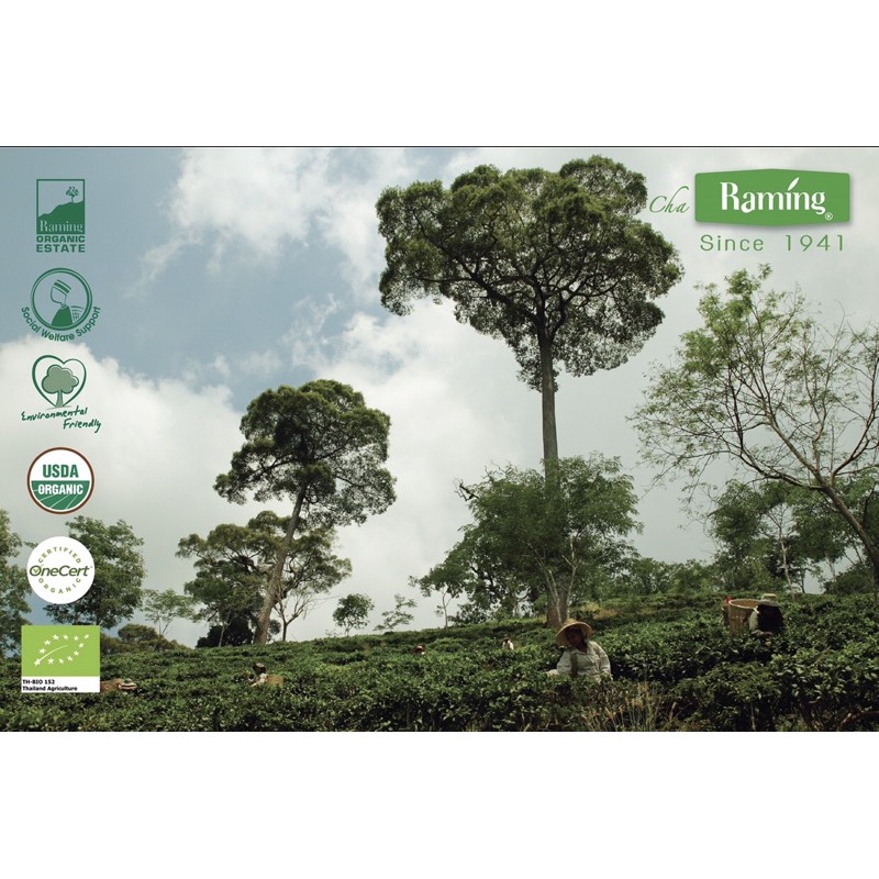 ชาระมิงค์ ชาดำอัสสัม ออร์แกนิค ชนิดผง ไม่แต่งสี  250g. USDA Organic Assamica Black Tea - รูปที่ 6