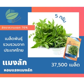 แมงลัก (Hoary Basil)