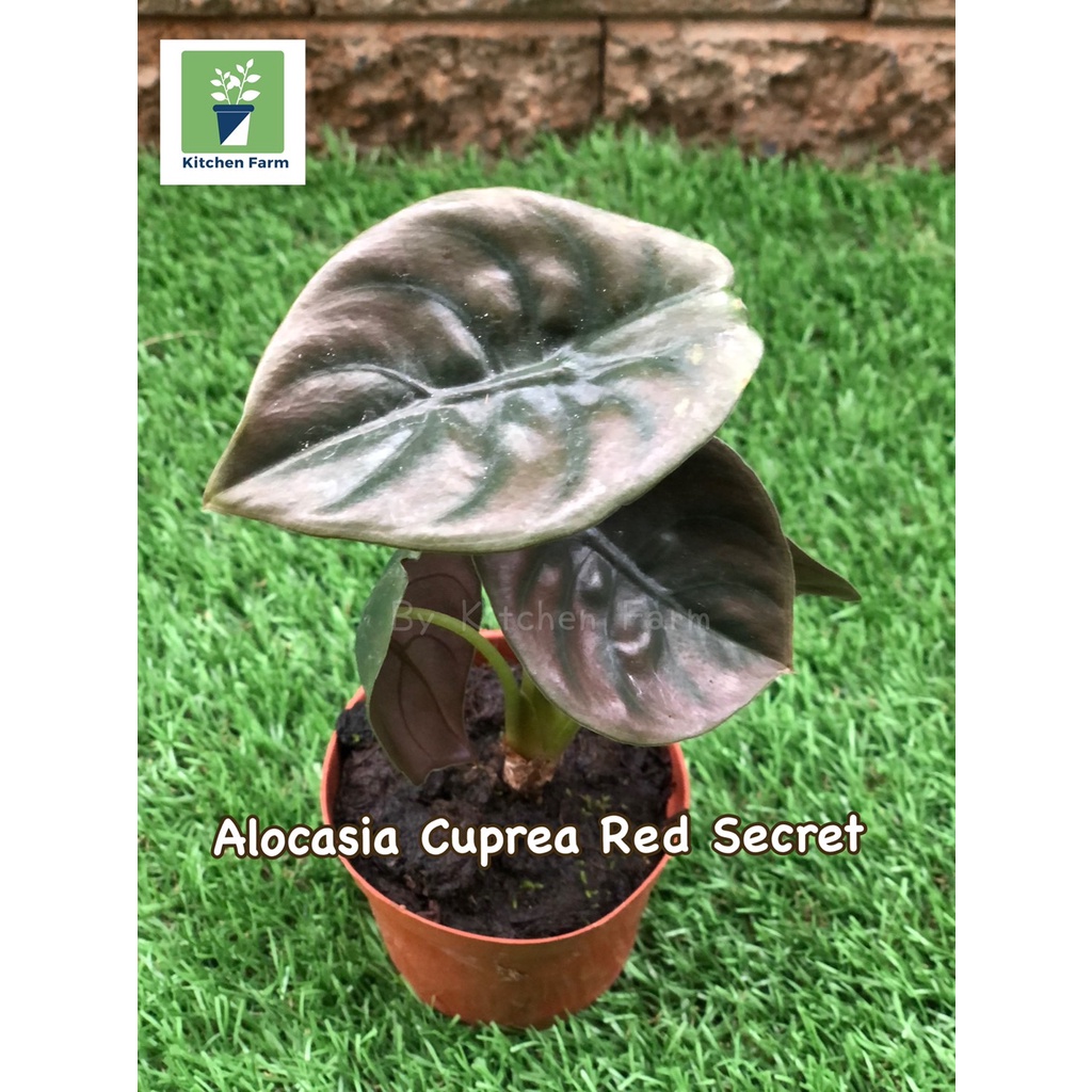 Alocasia Cuprea Red Secret อโลคาเซีย คูปรี เรดซีเครท