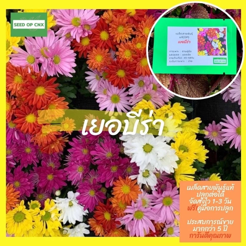 ☘️เมล็ดสายพันธุ์แท้หายาก☘️#เยอบีร่า 150เมล็ด แท้💯% [ในร้านมีให้เลือกอีกเยอะมาก❗️]