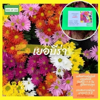 ☘️เมล็ดสายพันธุ์แท้หายาก☘️#เยอบีร่า 150เมล็ด แท้💯% [ในร้านมีให้เลือกอีกเยอะมาก❗️]