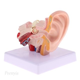 ( Prettyia ) โมเดลหูมนุษย์ 1 . 5 X