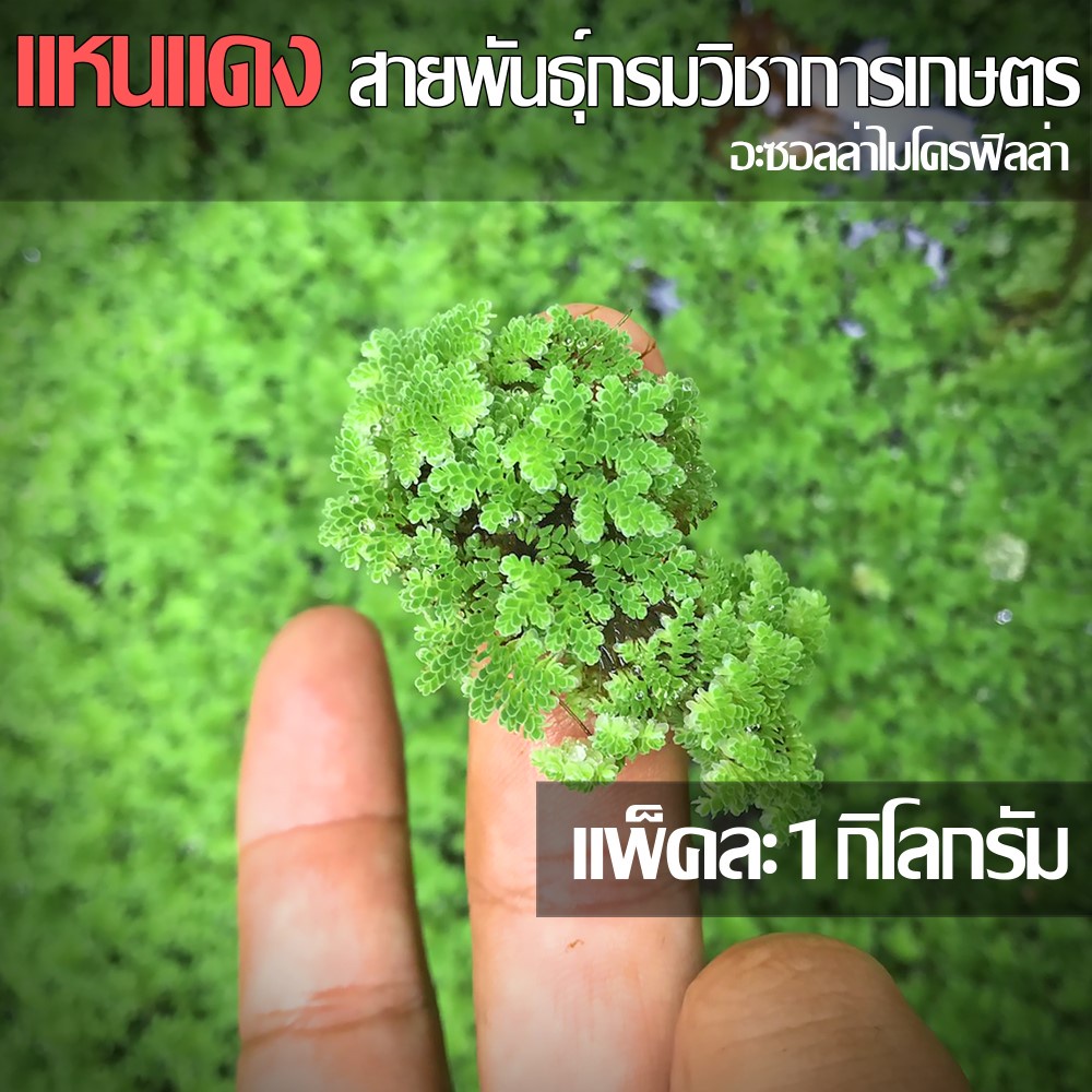 แหนแดง พันธุ์กรมวิชาการเกษตร อะซอลล่าไมโครฟิลล่า แพ็ค 1 กิโลกรัม