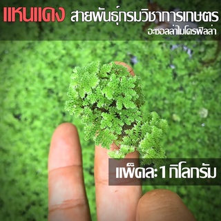 แหนแดง พันธุ์กรมวิชาการเกษตร อะซอลล่าไมโครฟิลล่า แพ็ค 1 กิโลกรัม