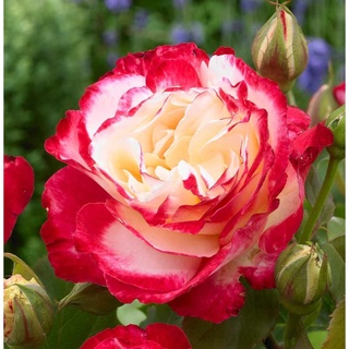 30 เมล็ด กุหลาบ White Pink Rose Rose Seeds ดอกใหญ่ นำเข้าพร้อมคู่มือ