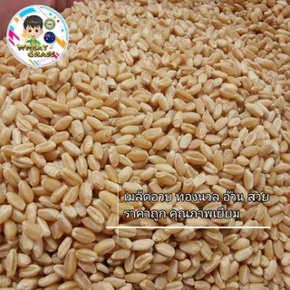 เมล็ดข้าวสาลี ขนาด 500 กรัม เกรดนำเข้า หญ้าแมว อัตราการงอกสูง เมล็ดต้นอ่อนข้าวสาลี Aus Wheat