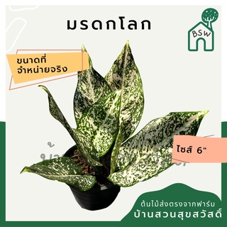 มรดกโลก กระถาง 5-6 นิ้ว อโกลนีมา ด่างแบบโดดเด่น aglaonema ไม้แรร์