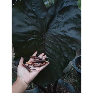 ข้อไหลแบล็คโอนิคColocasia Black onyx New Hybird