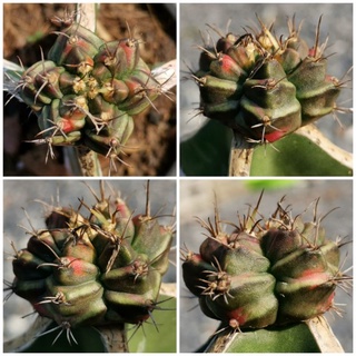 ยิมโนด่าง T3115 Gymnocalycium​ Cactus #2 แคคตัส กระบองเพชร ไม้อวบน้ำ ไม้กราฟ ราคาถูก​ ยิมโน ไม้ด่าง GYMNO ด่าง