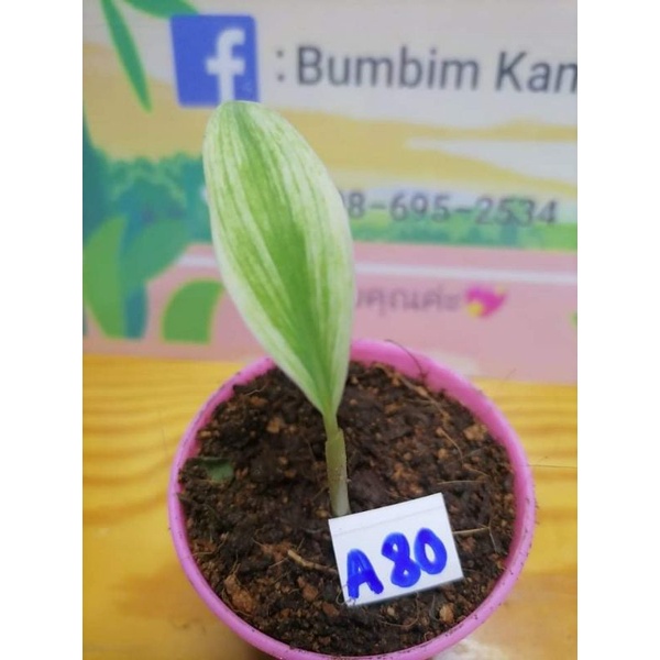My Image 31