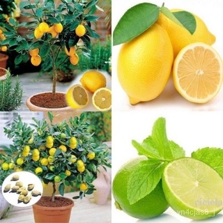 （อัตราการปลูกสูง）ปลูกง่าย ปลูกได้ทั่วไทย 20pcs/Bag Lemon Tree Seeds Potted Planting Seasons Fruit Seeds Yellow Lemon See