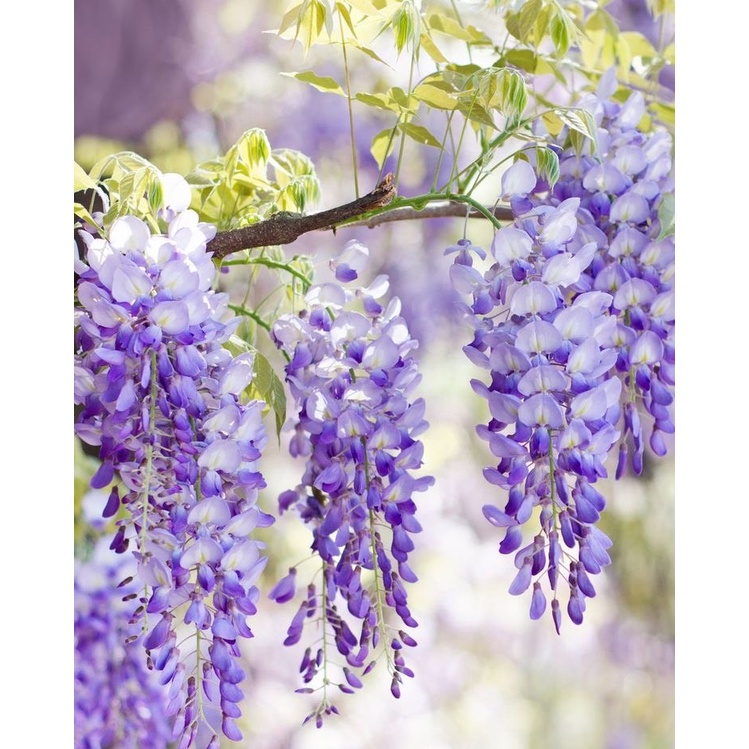 My Image 72