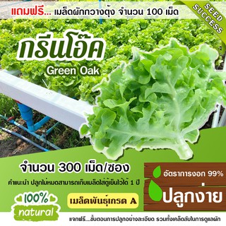 เมล็ดพันธุ์ผักสลัด กรีนโอ๊ค  300เมล็ด อัตราการงอก95% เมล็ดพันธุ์ ผักสลัด(แถมฟรี!!! เมล็ดผักกวางตุ้ง500 เม็ด)