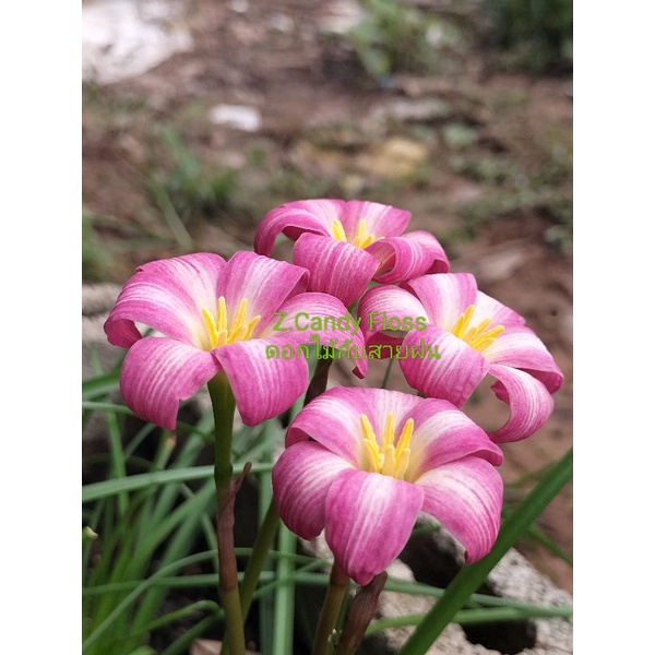 บัวดินZ.Candy Floss เป็นบัวดินดอกขนาดกลางสีสวยกลีบดอกม้วนชุดละ5หัว50