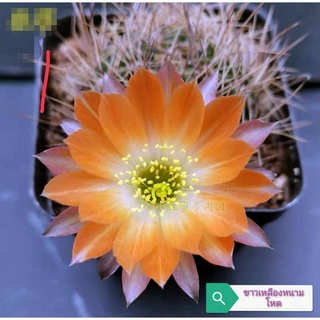 กระบองเพชร  cactus หน่อเด็ดสด ไม้นำเข้า echinopsis  สีขาวเหลือง หนามสวย ขนาด 2.2 - 3.2 ซม.