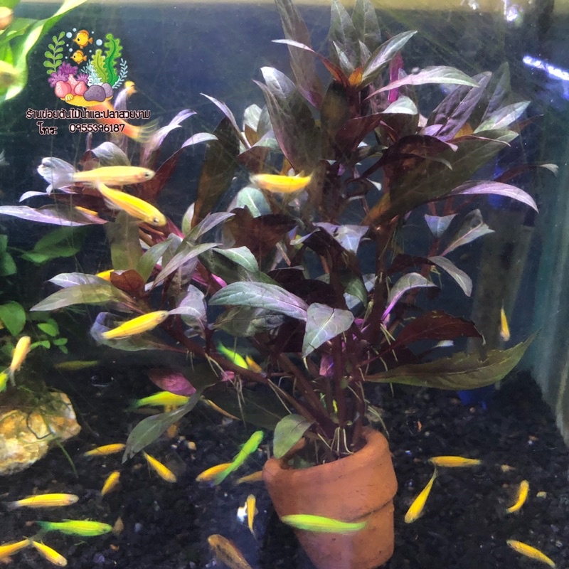 พังพวย “Alternanthera reineckii”🌱🌱 - รูปที่ 2