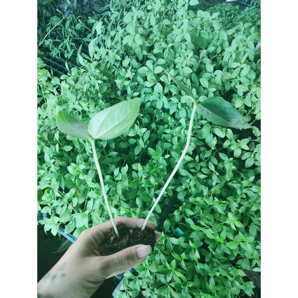 ต้นกล้า ถั่วยาวเขียวไร้ค้าง พร้อมปลูก กล้าละ 10บาท ซื้อ 10แถม2   ถั่วฝักยาวไร้ค้าง ถั่วพุ่ม ถั่วไร้ค้าง ติดฝักดก ฝักเรีย - รูปที่ 4