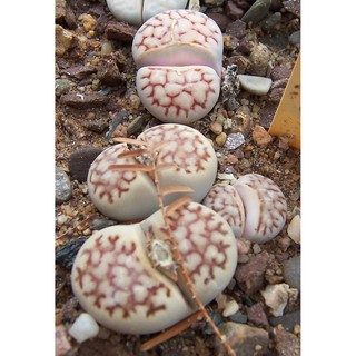 Lithops karasmontana (10 seeds)