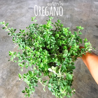 Oregano ออริกาโน ขนาดถุงเพาะ 4*8นิ้ว/กระถาง6นิ้ว/ขั้นตำ่ 2 ต้น