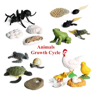 Bullfrog จำลองสัตว์ป่าลูกอ๊อด Hatch Frog Growth Cycle Action Figures รุ่น Figurine ของเล่นเพื่อการศึกษาเด็กของขวัญ