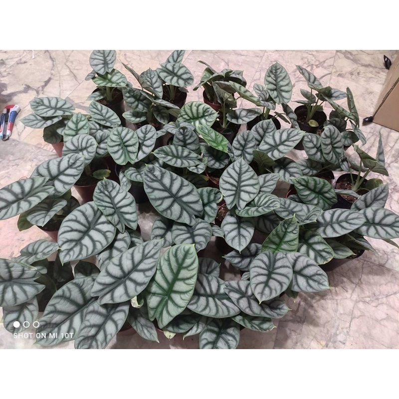 Alocasia Silver Dragon อโลคาเซียซิลเวอร์ดราก้อน 🐉🐉🐉