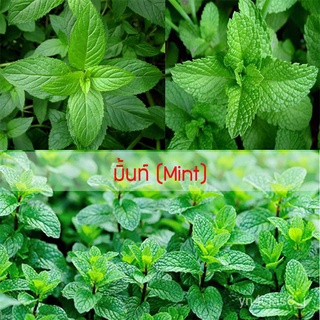 （อัตราการปลูกสูง）เมล็ดพันธุ์ มิ้นท์(Mint) 500 เมล็ด ปลูกง่าย ปลูกได้ทั่วไทยอัตราการงอก 90% เมล็ดพันธุ์ผัก จัดจำหน่ายโดย