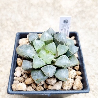 พร้อมส่ง!!ฮาโวเทีย Haworthia obtusa hybridJellyfish จัดส่งแบบล้างราก